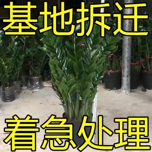 大盆金钱树盆栽植物室内客厅好养办公室绿植大型钱串子招财发财树