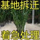大盆金钱树盆栽植物室内客厅好养办公室绿植大型钱串子招财发财树
