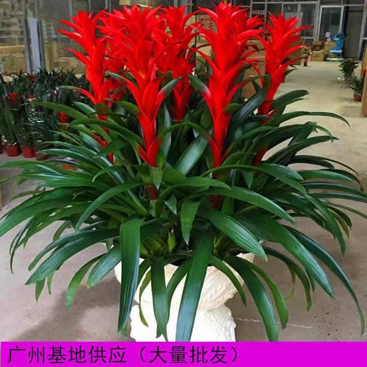 鸿运当头盆栽植物凤梨花水培花卉鲜花红星凤梨绿花植物过年养室内