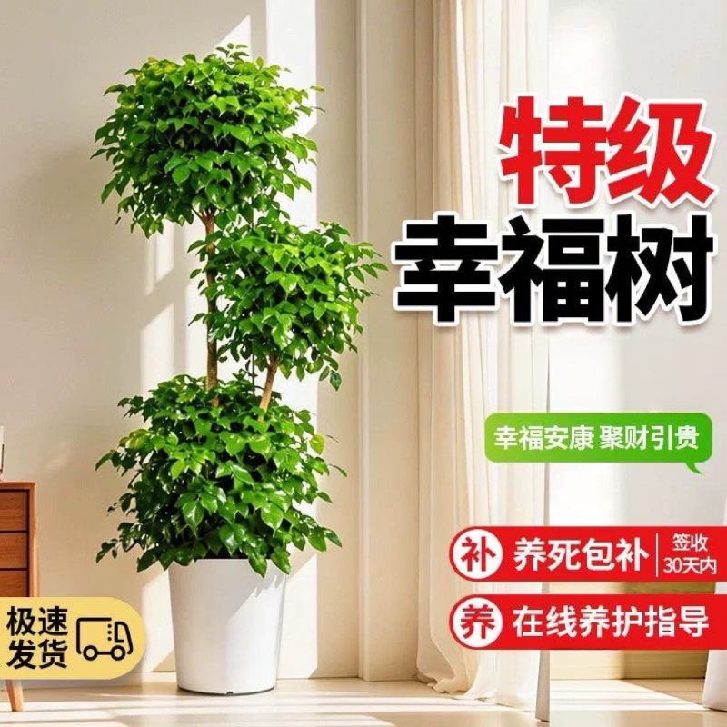 幸福树盆栽客厅易成活大颗净化空气绿植好养平安树开业乔迁平安树