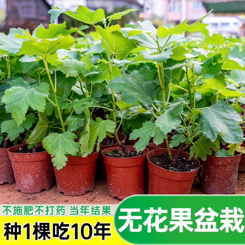 无花果花卉绿植盆栽苗懒人阳台花卉庭院可以食用好养绿植四季常青