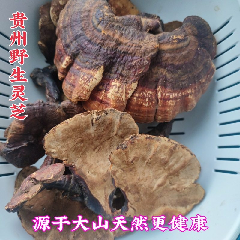 野生灵芝500g包邮贵州高原地产紫黑芝整枝高海拔多年生长无柄赤芝