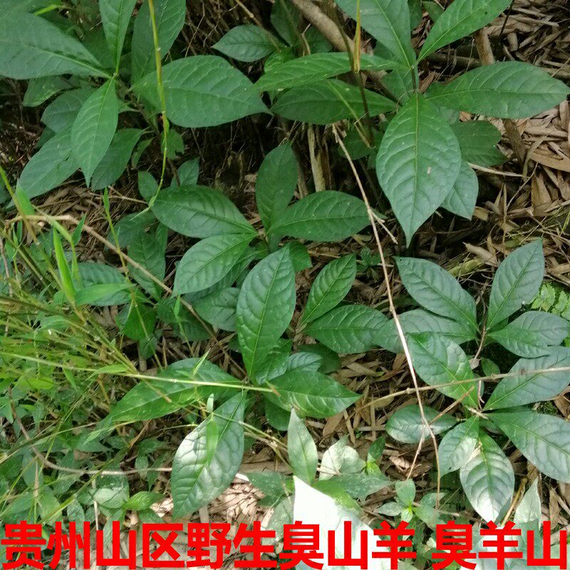 贵州省臭常山500克包邮中草药材臭羊山 大素药白胡椒臭山羊臭苗