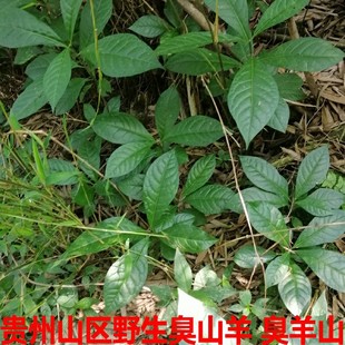 贵州省臭常山500克包邮中草药材臭羊山 大素药白胡椒臭山羊臭苗