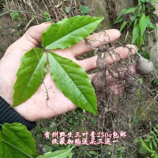 三叶青250g包邮贵州新鲜中草药材破石珠金线吊葫芦丝吊金钟