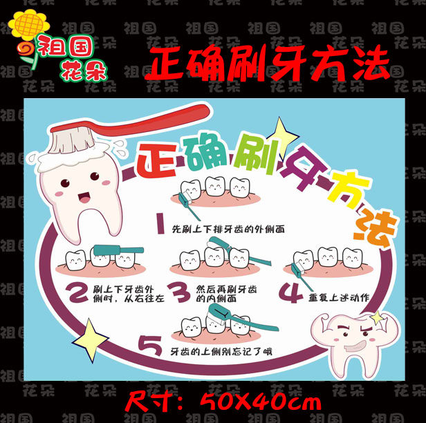 儿童口腔牙齿结构图保护牙齿幼儿园小医院正确刷牙自理能力培养