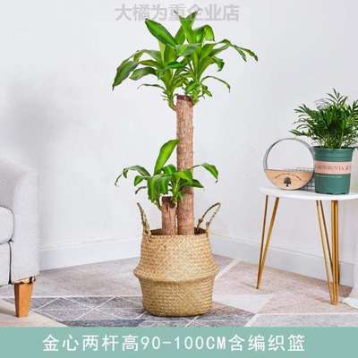 盆栽木绿色植物植树室内好养的[真盆巴旦绿搬新家家里禄植适合木