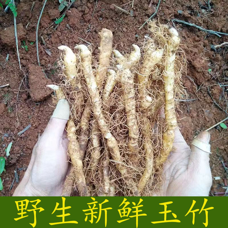 新鲜玉竹种苗现挖尾参苗种子盆栽绿植玉竹种芽头中药材种植苗无硫