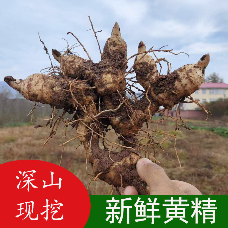 新鲜黄精鸡头黄精滋补中药材鸡头参种苗煲汤泡酒九蒸九晒老虎姜