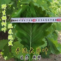 新鲜粽叶大号菠萝叶玻璃叶端午野生伯乐叶柞树叶槲叶端午胡叶树苗