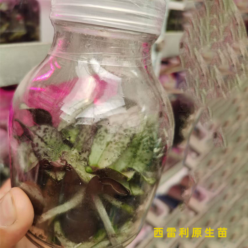 【买一瓶送一瓶】稀有超银领带西雷利丽蝴蝶兰组培瓶苗原生种瓶苗