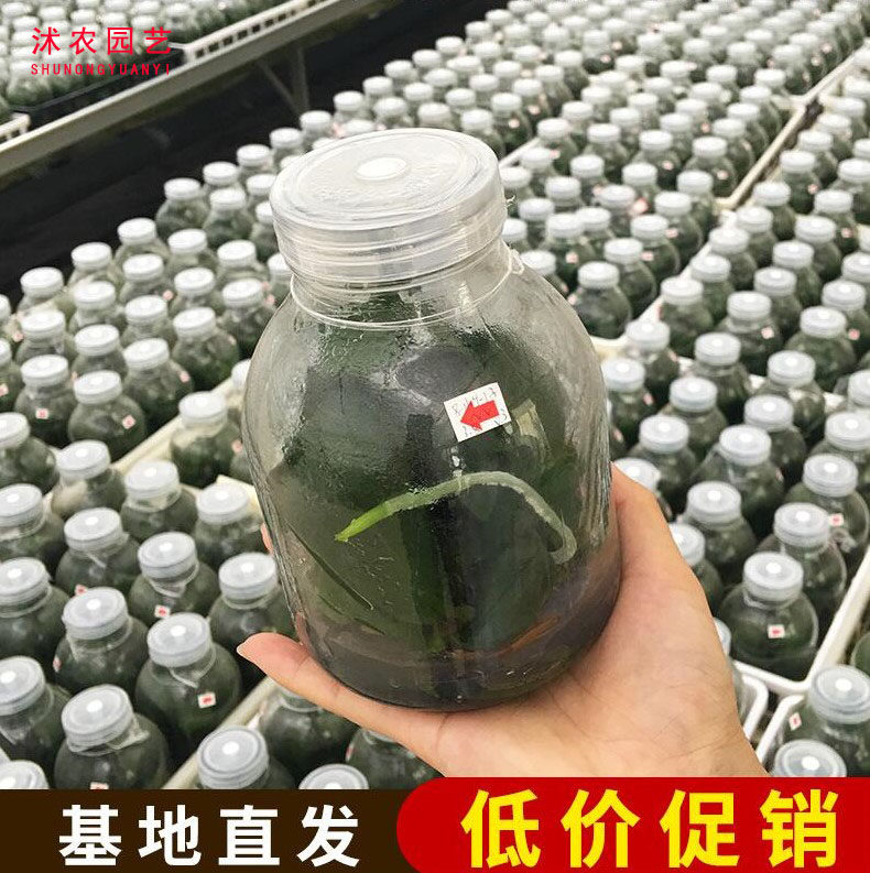 【买一瓶送一瓶】花卉基地蝴蝶兰瓶苗组织培育品种色齐全文心四季