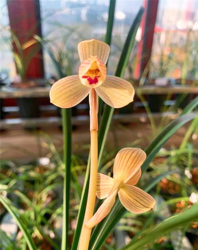 当年开花名品花卉兰花莲瓣兰甸阳金荷 浓香阳台客厅庭院绿植盆栽