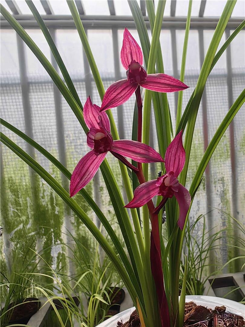 当年开花名品花卉兰花 春剑东方红 浓香好养阳台客厅庭院绿植盆栽