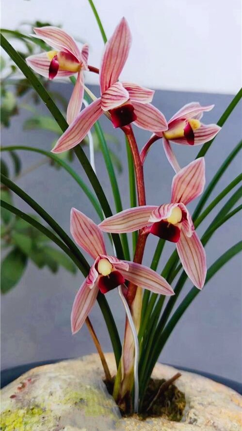 包邮当年开花浓香名品兰花苗 莲瓣兰丽江红 阳台客厅绿植花卉兰花