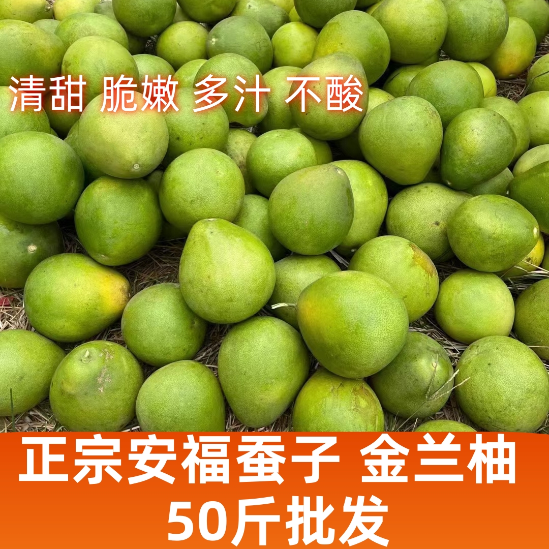 正宗安福蚕子金兰柚香新鲜白柚子