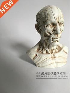 Art Sketch Human Muscle Skeleton Head Model Skull Anatomy Bu