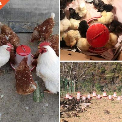 23GB Chick Waterer and Feeder Automatic Small Poultry Water