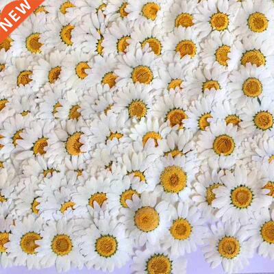 30pcs 2.5-3.5cm Pressed Dried White Chrysanthemum Paludosum