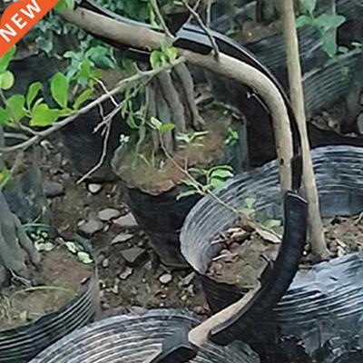 10x Fruit trees twisting branches new bonsai with curved to