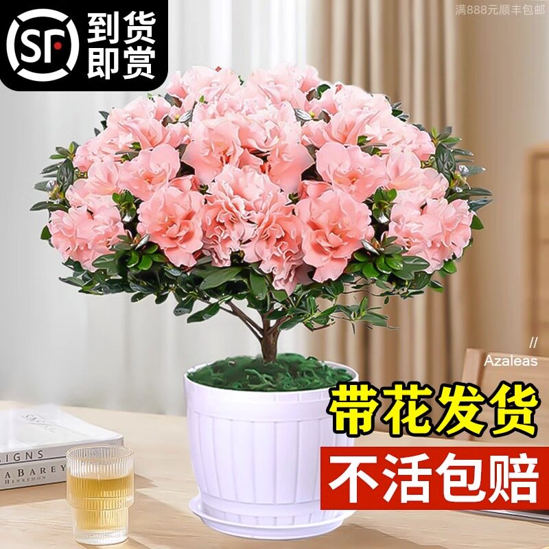杜鹃花盆栽重瓣花卉植物室内四季开花鲜花带花苞树苗绿植好养易活