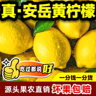 四川安岳黄柠檬整箱产地批发当季奶茶店专用薄皮大果新鲜生柠檬