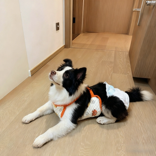 狗狗衣服防着凉肚兜小中大型犬母狗猫咪保暖护肚衣宠物包肚家居服