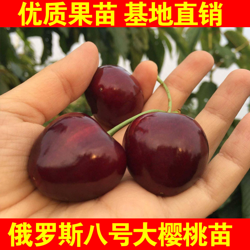 俄罗斯八号大樱桃树苗含香嫁接苗抗耐寒大樱桃苗俄罗斯大樱桃树苗