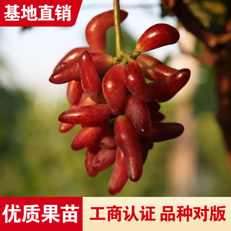 小辣椒葡萄树苗新奇品种嫁接葡萄特大爬藤盆栽地栽小辣椒葡萄结果