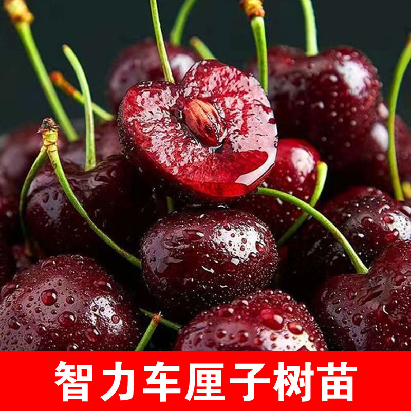 嫁接智力车厘子树苗南北种植大樱桃树苗盆栽地栽果树果苗当年结果