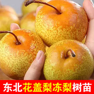 花盖梨树苗嫁接秋子梨东北酸梨山梨冻梨苗晚熟庭院南北方当年结果