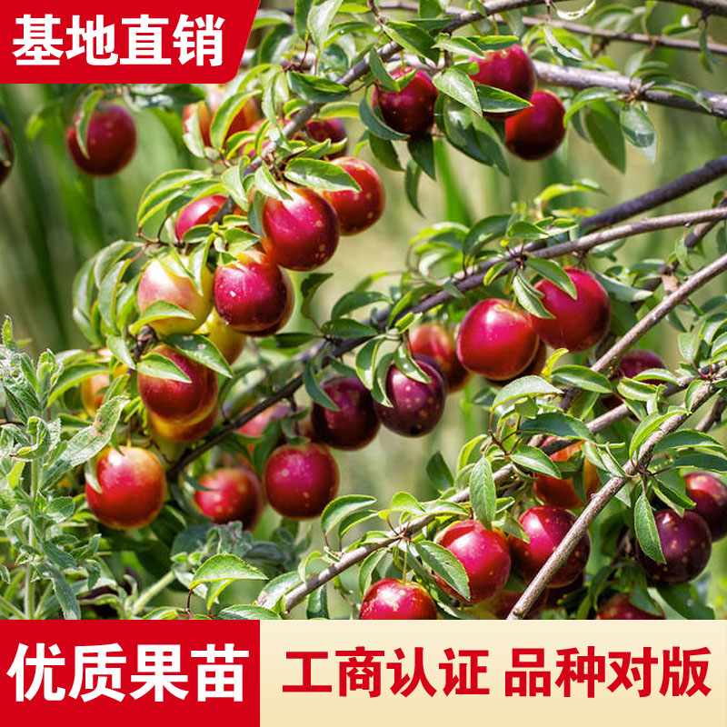 樱桃李子树苗嫁接活苗新品种独特口感盆栽地栽南北方种植耐寒高产