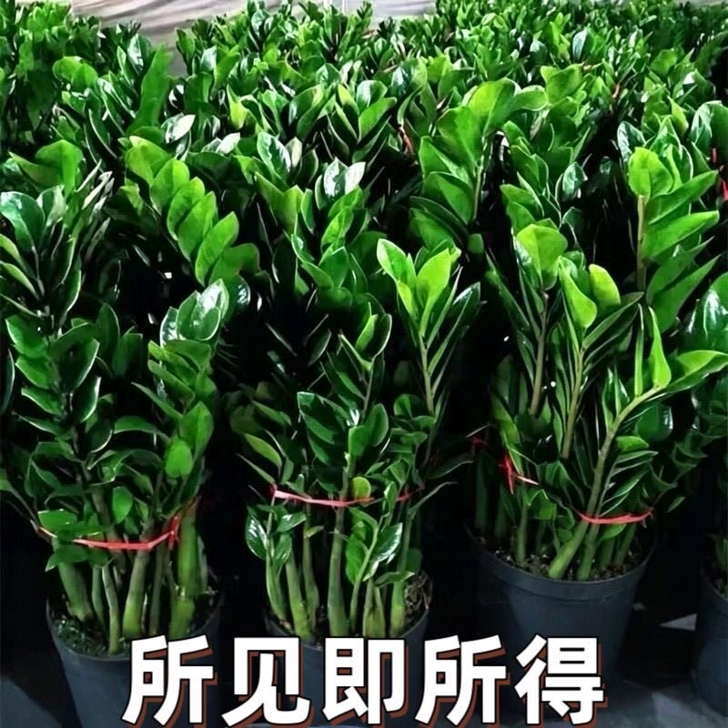 金钱树盆栽客厅大花盆室内乔迁开业招财钱串子大型绿植四季装饰品