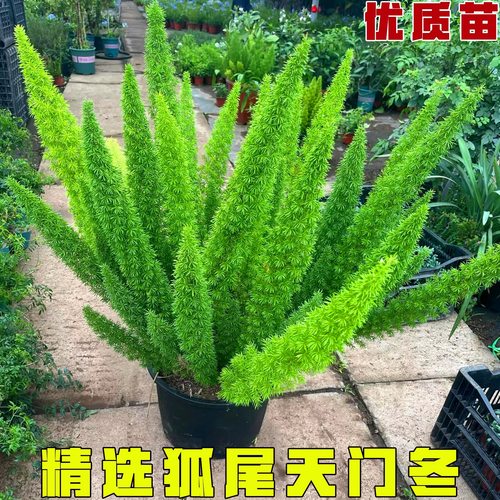 狐尾天门冬精品大苗盆栽地栽多年生四季常青观叶植物阳台庭院花园