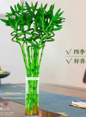 腰财万贯粗大带根龙竹富贵竹转运竹开运直竹室内弯竹正宗发财树