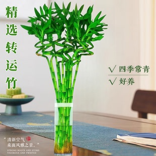 腰财万贯粗大带根龙竹富贵竹转运竹开运直竹室内弯竹正宗发财树