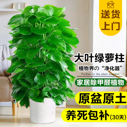 大叶绿萝柱盆栽客厅大型绿植室内新房除甲醛净化空气四季好养盆景