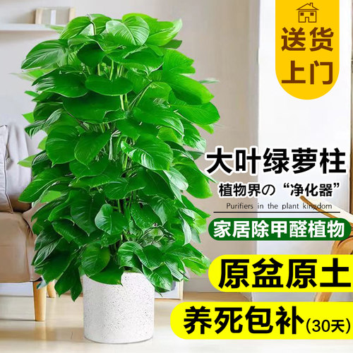 大叶绿萝柱盆栽客厅大型绿植室内新房除甲醛净化空气四季好养盆景