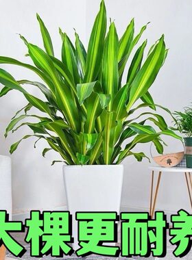 金心也门铁盆栽巴西铁室内大型客厅办公花卉观叶绿植巴西铁树老桩