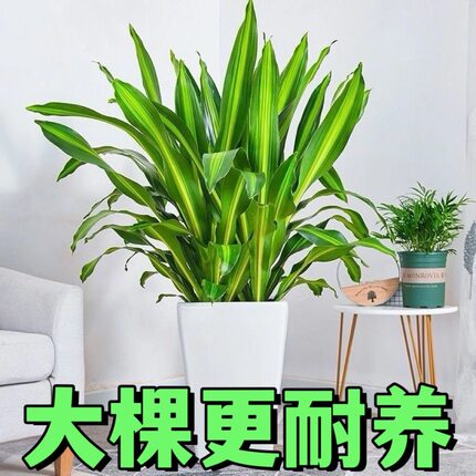 金心也门铁盆栽巴西铁室内大型客厅办公花卉观叶绿植巴西铁树老桩