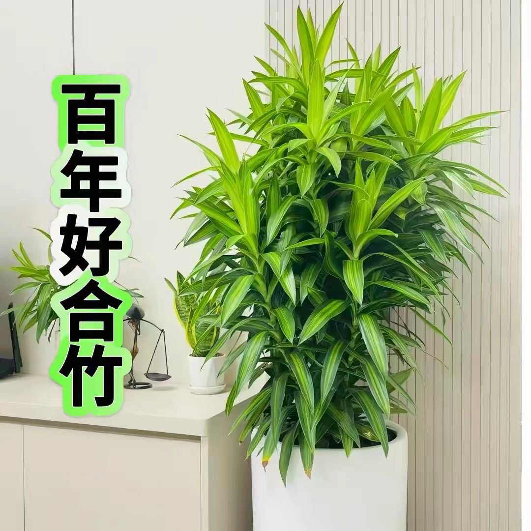 正宗金心百合竹真绿植室内盆栽花盆客厅青叶植物高端老桩观叶耐阴