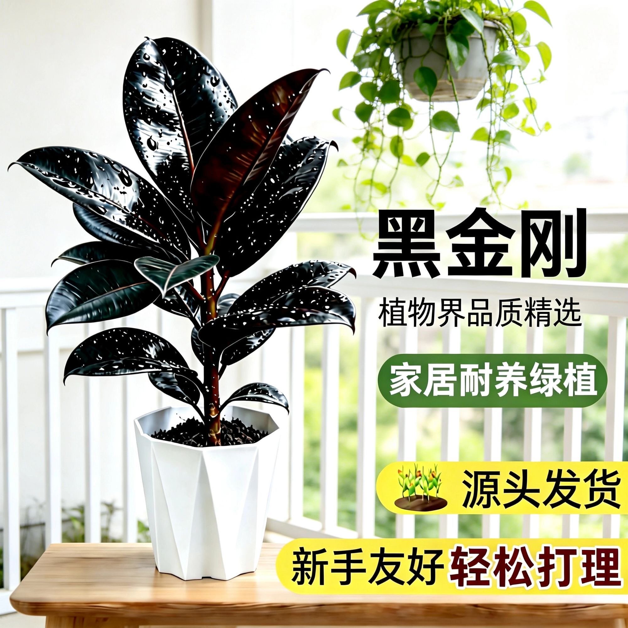 大叶橡皮树黑金刚盆栽独杆植物室内客厅绿植净化空气南北方好养