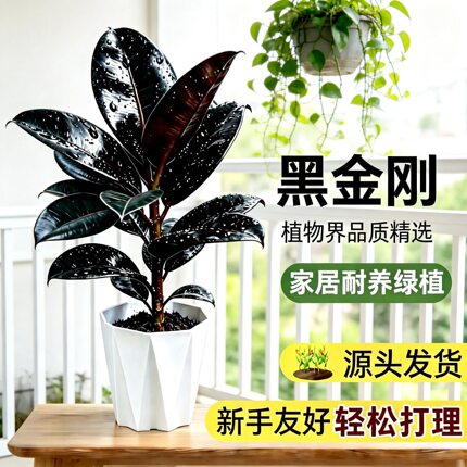 大叶橡皮树黑金刚盆栽独杆植物室内客厅绿植净化空气南北方好养