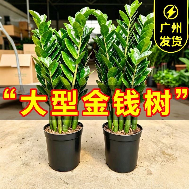 金钱树盆栽客厅大型绿植办公室室内植物花卉钱串子四季常青装饰品