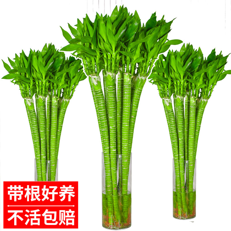 文昌竹龙竹观音竹转运竹富贵竹水培植物带根水养客厅竹子盆栽招财