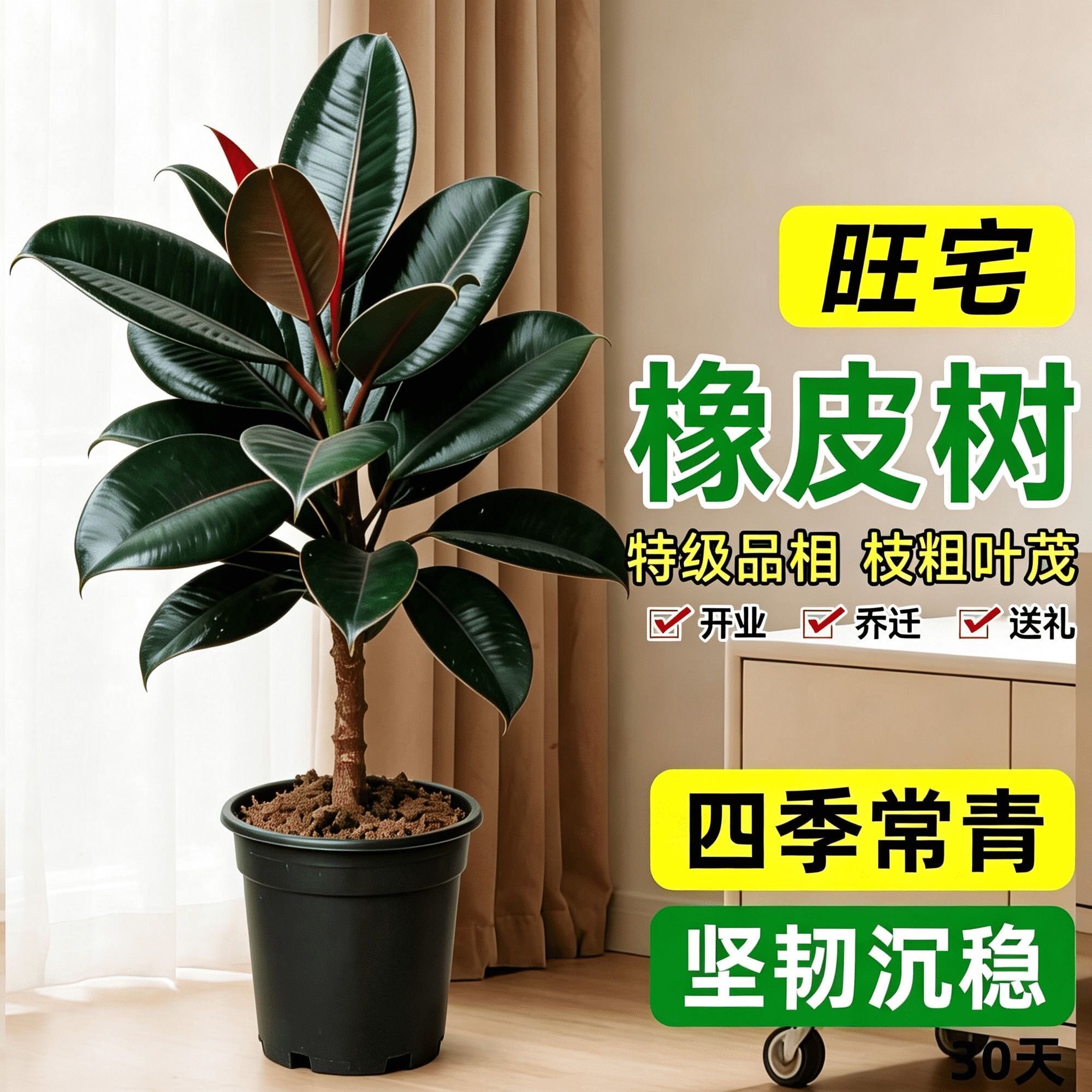 黑金刚橡皮树客厅绿植高级感大盆栽植物轻奢办公室内落地高端好养
