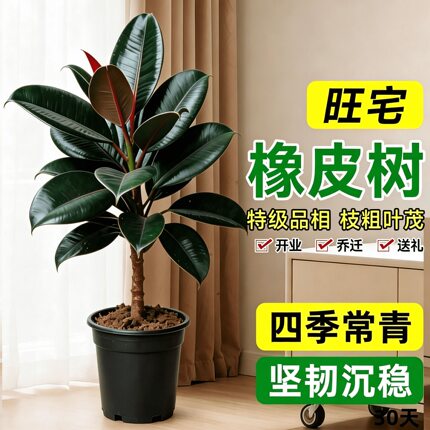 黑金刚橡皮树客厅绿植高级感大盆栽植物轻奢办公室内落地高端好养