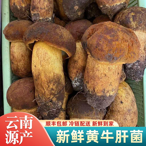 新鲜野生黄牛肝菌500g云南鲜蘑菇