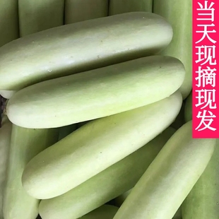 白皮黄瓜白黄瓜露天黄瓜现摘现发当季白皮老黄瓜老品种土黄瓜