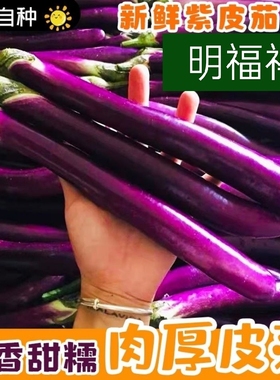 茄子新鲜 线茄子细长小茄子福建农家现摘茄瓜绿色天然蔬菜1-5斤